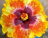 Orange Yellow  Hibiscus Seeds Perennial Hardy Flower Garden 20 Seed  - £5.15 GBP