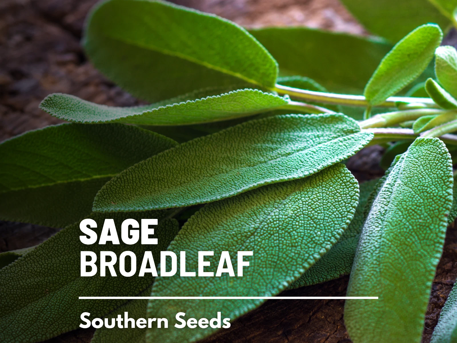 Sage - Broadleaf (Salvia Officinalis) - 100 seeds - Home & Garden