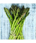 Asparagus Uc 157 F2 Heavy Yields Most Popular In 50 Seeds - $8.67 CAD