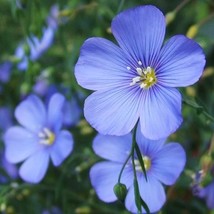 1000 Seeds Organic Blue Flax Seed Beautiful Blue Flax Flowers - £14.38 GBP