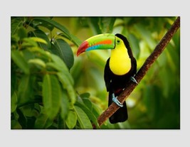 Toucan Photo Print on Canvas Exotic Canvas Art Tropical Bird Print Wild Nature P - £38.95 GBP