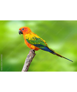 Framed canvas art print giclee Sun Conure parrot bird - $39.59 - $83.16
