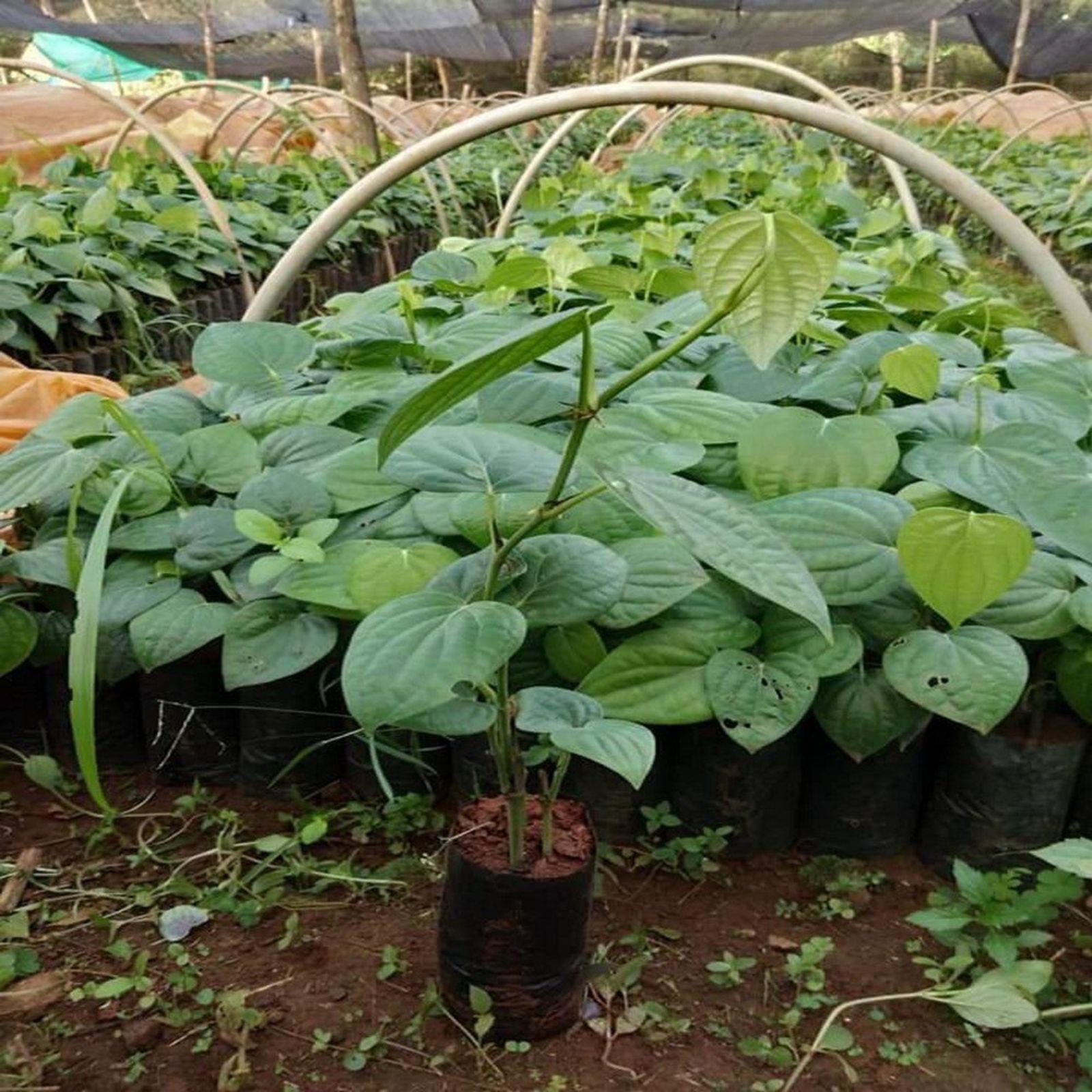 Item image 7