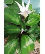 25+ Geoppartia Micans Calathea Seeds for Garden Planting  - €4,26 EUR