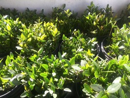 10 RED MANGROVE PLANTS.  AQUARIUM TERRARIUM VIVARIUM PALUDARIUM - $41.49 CAD