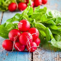 USA Seller Early Scarlet Globe Radish 50 Seeds Raphanus Sativus - £6.76 GBP