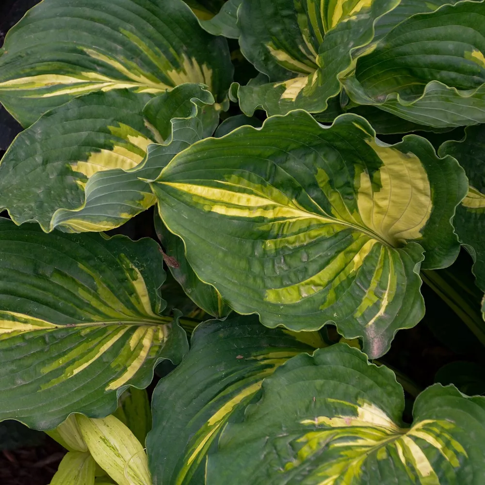 Hosta Lakeside Paisley Print Well Rooted 5.25 Inch Pot Plant - $32.92