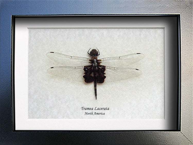Black Saddlebags Tramea Lacerata Real Dragonfly Entomology Collectible S... - $44.99