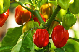 Non-GMO Habanero Red Pepper - 25+ Seeds - £6.31 GBP