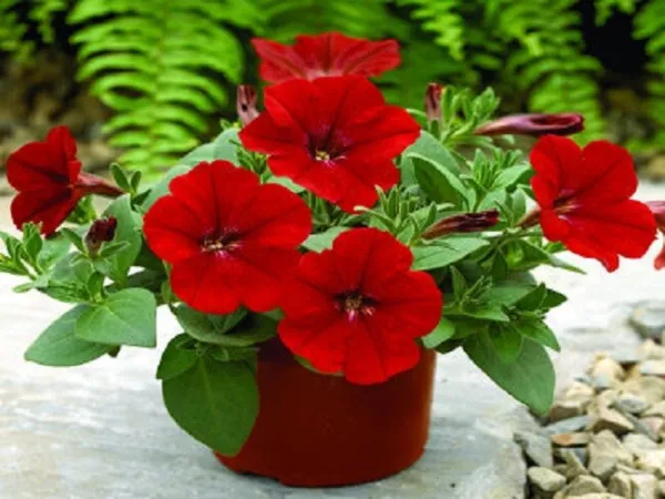 Bin#2R6D2 Ramblin Red Trailing Petunia 25 Pelleted Petunia Seeds Garden - £15.58 GBP