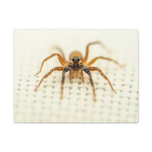 Funny Wolf Spider Silly Wolf Spider Scene Inside Wall Art Ready to Hang Unframe - £57.12 GBP+