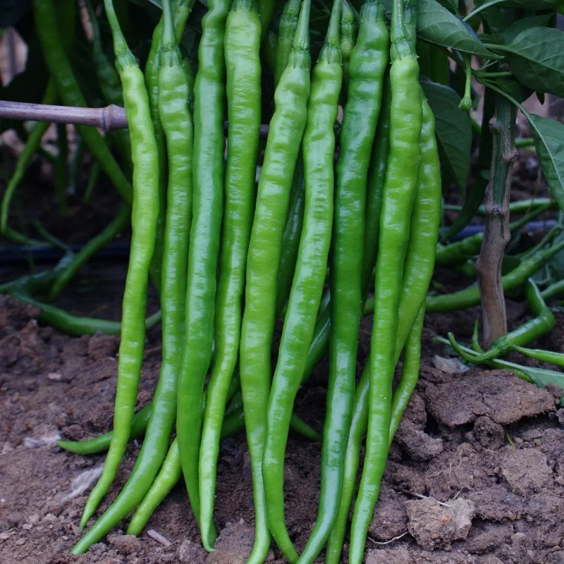 100pcs+ Chili pepper seeds, Spicy Pepper Seeds ????? - $3.75