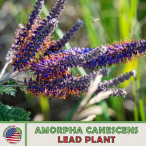 US Seller 200 Lead Plant Seeds, Amorpha Canescens, Native Wildflower, Drought To - £7.42 GBP