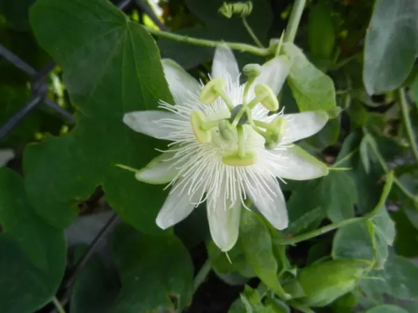 Passiflora Subpeltata Passionflower Exotic Seeds USA Seller - $17.98