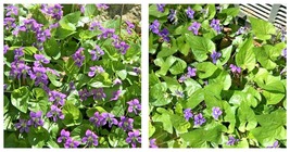 15 Purple Violets Live Starter Plants Bulbs Perennial Bare Root Flower G... - $44.95
