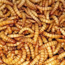 Giant Mealworms - £7.05 GBP+