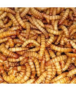 Giant Mealworms - £7.20 GBP+