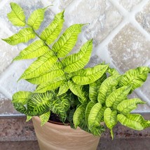 PWO 15+ Seeds Striped Bamboo Fern   House Plant-  Garden- Flowers - £4.71 GBP