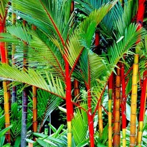 FG 20 Red Sealing Wax &quot;Lipstick&quot; Palm Tree Seeds (Cyrtostachys Renda) House Plan - £23.92 GBP