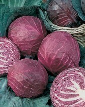 HT Red Acre Cabbage Seeds Nongmo Fresh 100 Seeds Garden Seeds - $186.58 MXN
