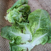 Ship From Us Organic Summer Bibb Lettuce Seeds ~2 Oz Seeds - NON-GMO, TM11 - £55.91 GBP