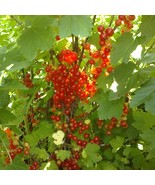 50 Red Lake Currant Seeds New Fresh US Shipping - $560.63 MXN