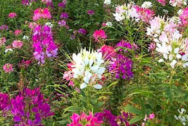 Cleome Queen Mix 25 Seeds USA Seeds Fast Shipping - $14.50