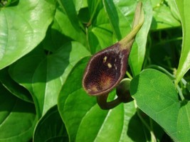 Aristolochia Debilis Dutchmans Pipe Vine Exotic Seeds Garden USA SELLER - $17.98