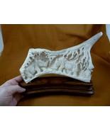 (rhino-12) white Rhinoceros Rhino of shed ANTLER figurine Bali detailed ... - €235,67 EUR