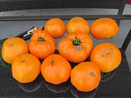 Kellogg&#39;S Breakfast Organic Tomato Seeds- 40 Garden Usa Shipping - $10.98