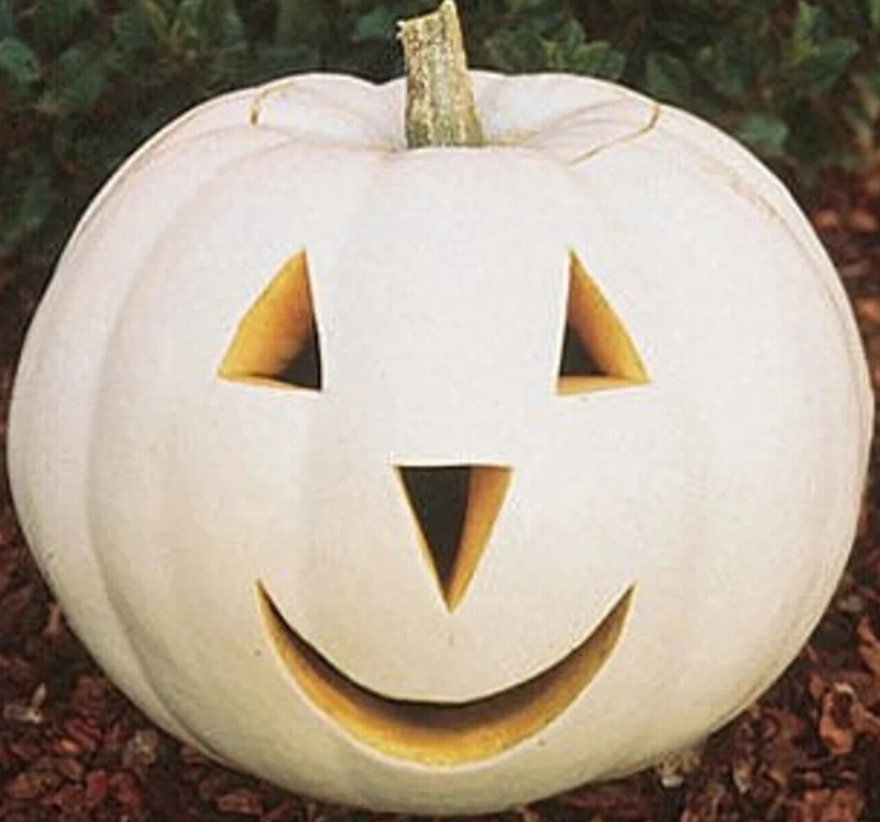 PSA Casper Pumpkin Seeds 12 White Vegetable Halloween Ornamental Easy Grow - $13.15
