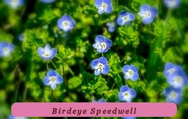 0502 birdeye speedwell pop thumb200