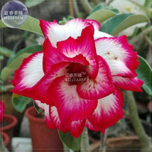 Adenium White Petals Rose Red Edge Flower Seeds 2 Seeds Pack 3 Layer Desert Rose - $6.32