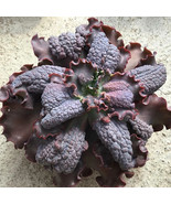 BRN Echeveria Thanos Succulent Exotic Hen And Chicks Plant Seed 50 Seeds... - $29.62