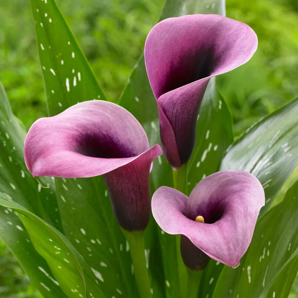 Purple Accent Calla Lily Flower Bulbs  - £37.12 GBP