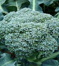 2000 SEEDS Waltham 29 Broccoli - £8.79 GBP