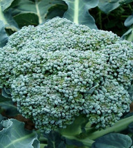 2000 SEEDS Waltham 29 Broccoli - $11.00