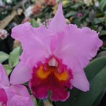 15 Seeds Cattleya Orchid Flowers Tree Fresh Seeds - $10.00