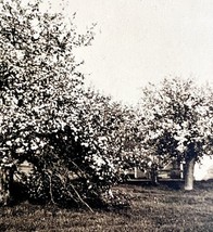 Bath Wiscasset Orchard And Woolwich Road Farm Maine 1924 Gravure Print D... - $369.57 MXN