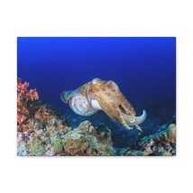 Hunting Cuttlefish on a Coral Reef Print Animal Wall Art Wildlife Canvas Prints - £56.94 GBP+