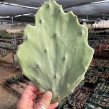 Opuntia gomei Old Mexico pad Garden Fast Shipping - £25.79 GBP