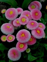 500 Seeds, Bellfarm Pink Mid Daisy Seeds YQ-1090 - £16.14 GBP