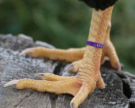 50 PURPLE Numbered Poultry Zband Leg Bands ~Fits Chickens,Geese,Ducks - £11.00 GBP