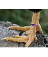 50 PURPLE Numbered Poultry Zband Leg Bands ~Fits Chickens,Geese,Ducks - £11.00 GBP