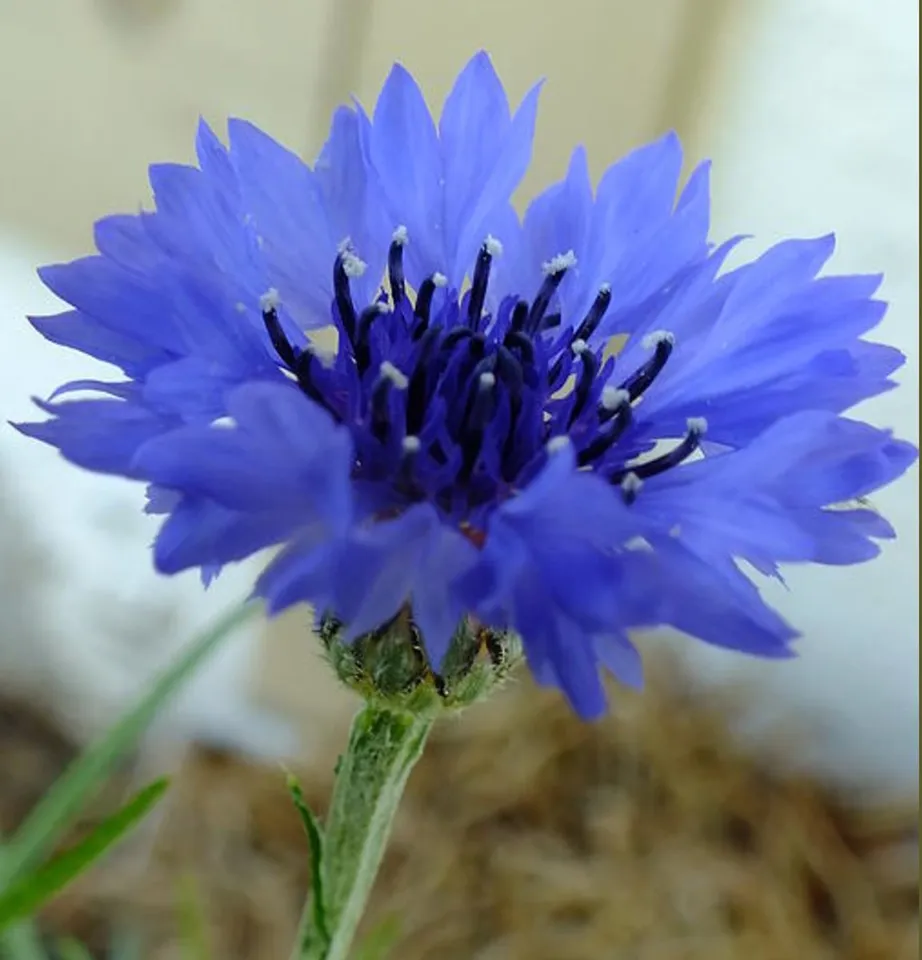 Tall Blue Cornflower Bachelor Button Centaurea Cyanus 200 Seeds - £7.68 GBP