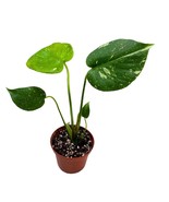 Monstera Thai Constellation, 3 inch, Thai Con Monstera, Variegated Monstera - $27.74
