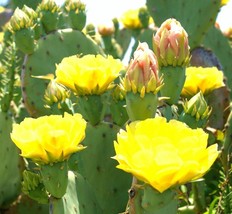 Opuntia Stricta 0J0 Erect Prickly Pear Nopal Edible Cactus Nopalea Seed ... - $305.63 MXN