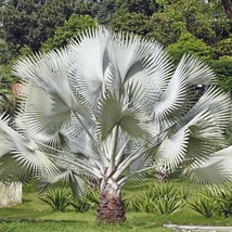 5 Silver Saw Palmetto Serenoa Repens American Dwarf Palm Tree Shrub Edible Fruit - $18.90