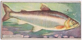 Cowan Co Toronto Card Lake Herring Canadian Fish - £7.78 GBP