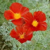HS Poppy  Red Chief 500 Seeds  - £4.76 GBP